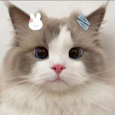 رحمت الله avatar