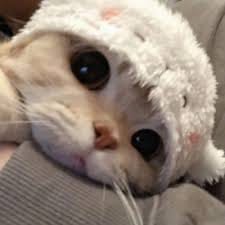 شازیہ ملک avatar