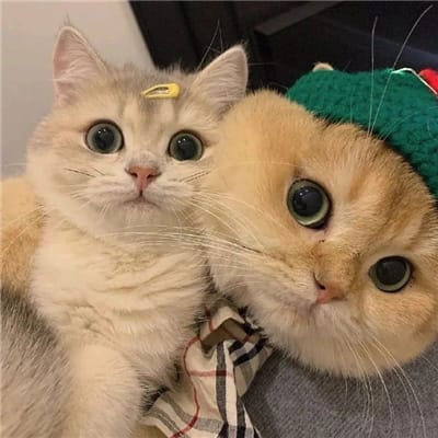 مریم شفیق avatar
