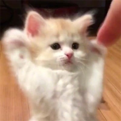 علی رضا avatar